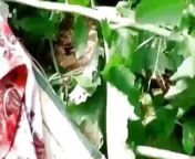 Indian Shop Maid Cheating Sex with Owner at Outdoor Farm from veetu velaikari sex with owner boybangla ac